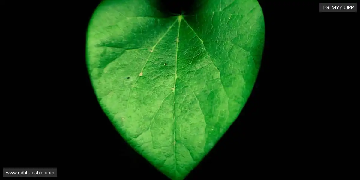 热血赛事,巅峰对决🔥